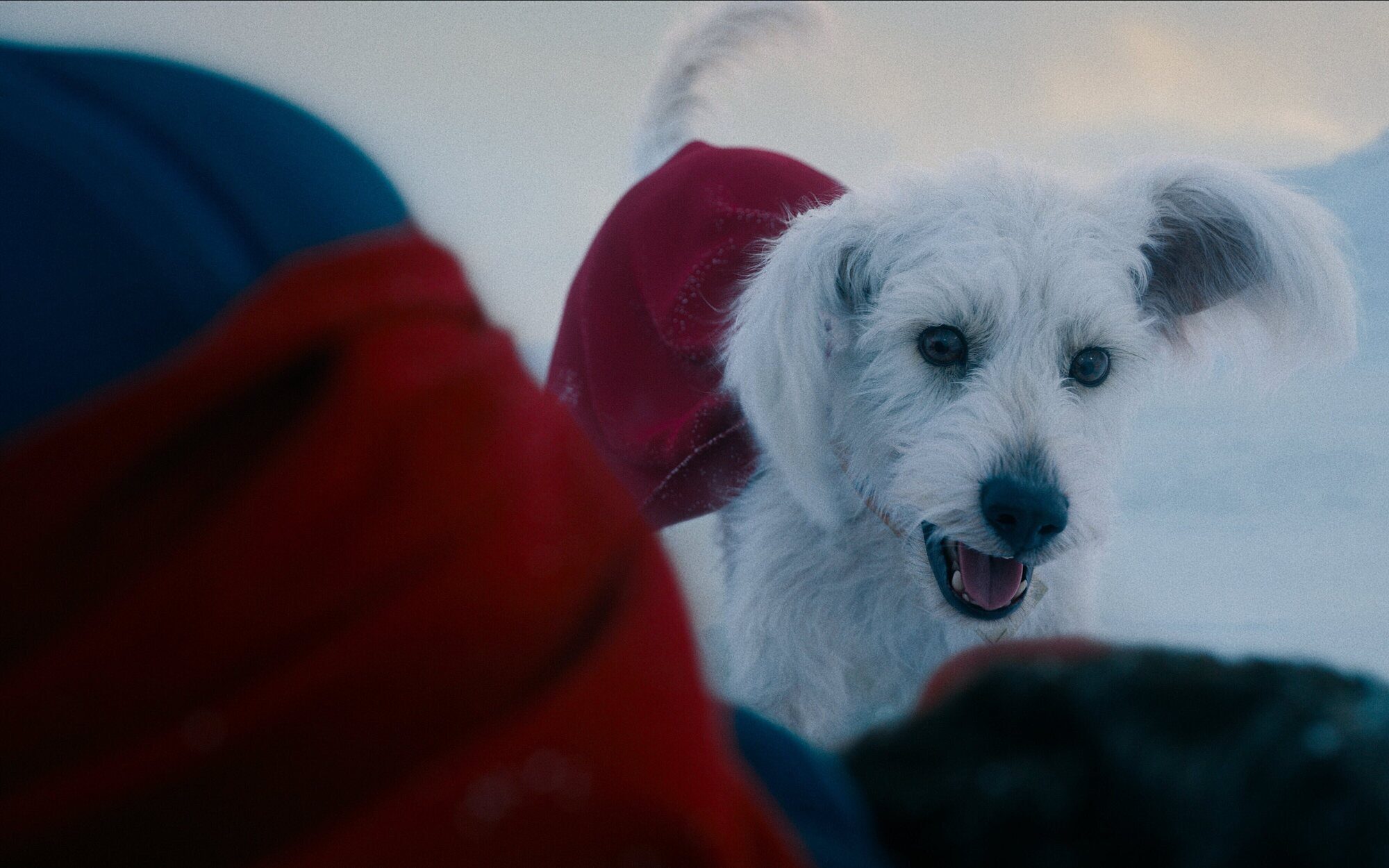 South Park liquida brutalmente a Krypto de Superman en su salvaje parodia anti-Trump