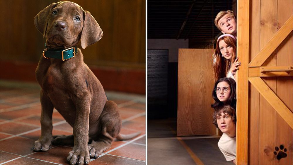 El reparto de Scooby-Doo Origins junto al Gran Danés que interpreta a Scooby en la serie de Netflix