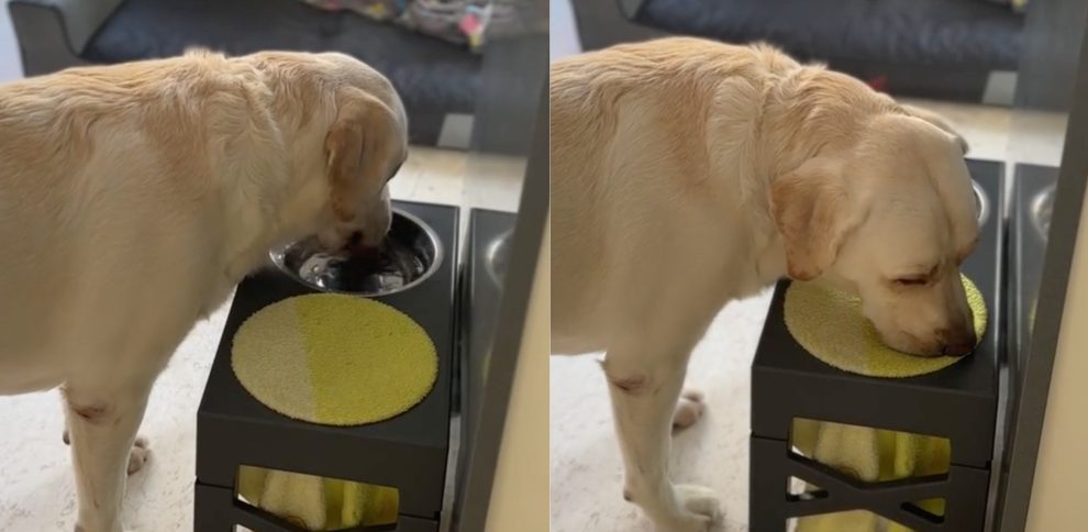 El divertido vídeo que está arrasando en redes sociales de un perro muy elegante