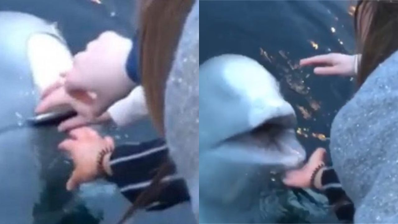 El impactante vídeo viral de una beluga que demuestra la inteligencia de estos animales