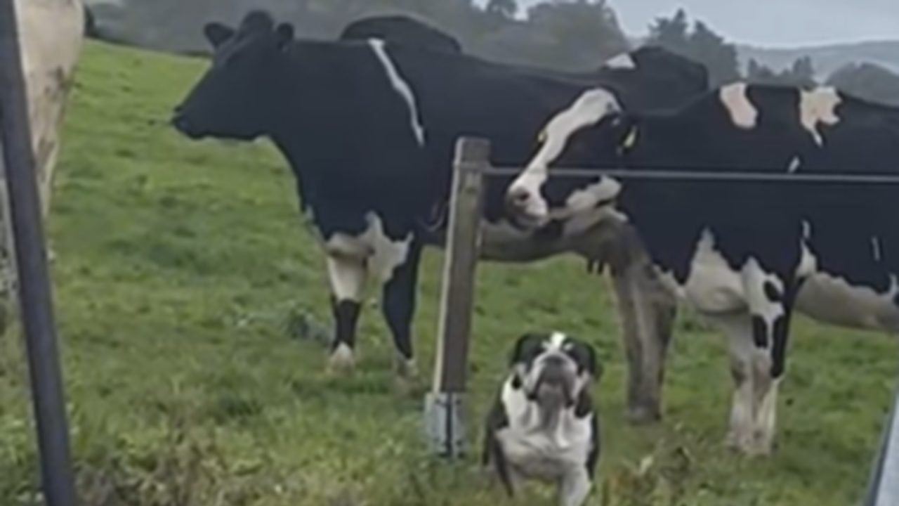 El divertido vídeo que está arrasando en redes sociales: el perro que se cree una vaca