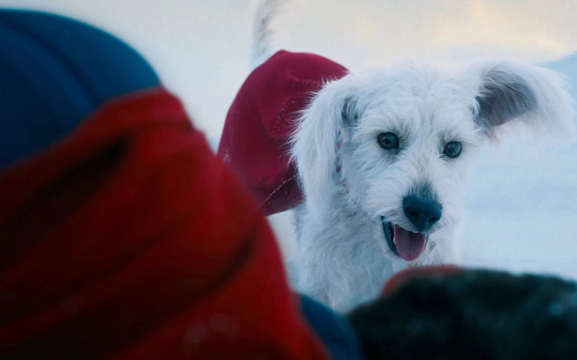 Krypto protagoniza el nuevo spot de ‘Superman’: “Trata a tu perro como a un superhéroe”