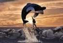 Liberad a Willy reboot