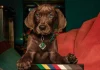 Scooby-Doo